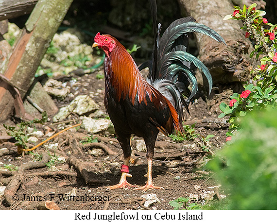 Red Junglefowl - © James F Wittenberger and Exotic Birding LLC