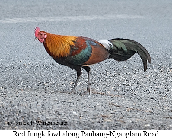 Red Junglefowl - © James F Wittenberger and Exotic Birding LLC