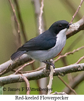Red-keeled Flowerpecker - © James F Wittenberger and Exotic Birding LLC Red-keeled Flowerpecker - © James F Wittenberger and Exotic Birding LLC