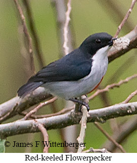 Red-keeled Flowerpecker - © James F Wittenberger and Exotic Birding LLC