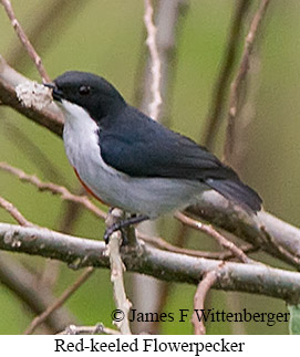 Red-keeled Flowerpecker - © James F Wittenberger and Exotic Birding LLC