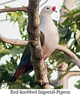 Red-knobbed Imperial-Pigeon - © James F Wittenberger and Exotic Birding LLC