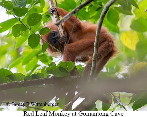 Red-leaf Monkey - © James F Wittenberger and Exotic Birding LLC