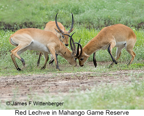 Red Lechwe - © James F Wittenberger and Exotic Birding LLC