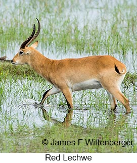 Red Lechwe - &copy; James F Wittenberger and Exotic Birding LLC