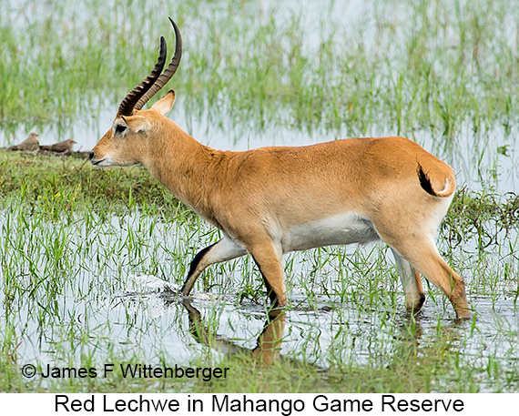 Red Lechwe - © James F Wittenberger and Exotic Birding LLC