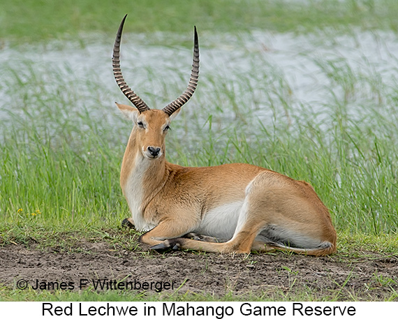 Red Lechwe - © James F Wittenberger and Exotic Birding LLC