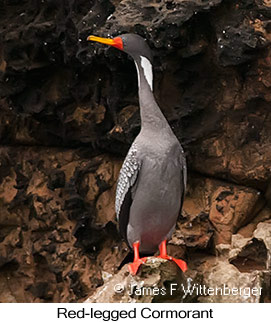 Red-legged Cormorant - © James F Wittenberger and Exotic Birding LLC Red-legged Cormorant - © James F Wittenberger and Exotic Birding LLC