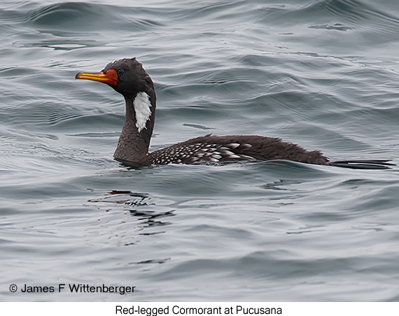 Red-legged Cormorant - © James F Wittenberger and Exotic Birding LLC