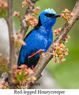 Red-legged Honeycreeper - © Laura L Fellows and Exotic Birding LLC