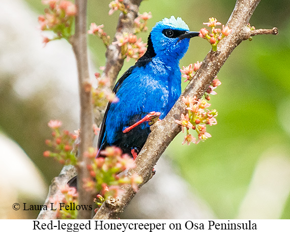 Red-legged Honeycreeper - &copy; James F Wittenberger and Exotic Birding LLC