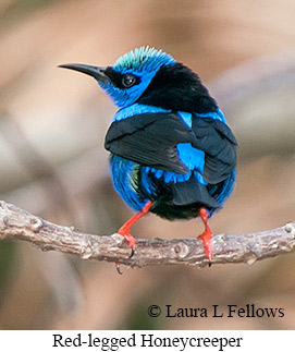 Red-legged Honeycreeper - © Laura L Fellows and Exotic Birding LLC