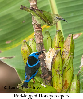 Red-legged Honeycreeper - © Laura L Fellows and Exotic Birding LLC