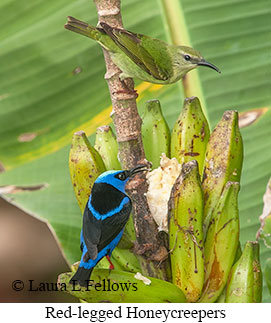 Red-legged Honeycreeper - © Laura L Fellows and Exotic Birding LLC Red-legged Honeycreeper - © Laura L Fellows and Exotic Birding LLC