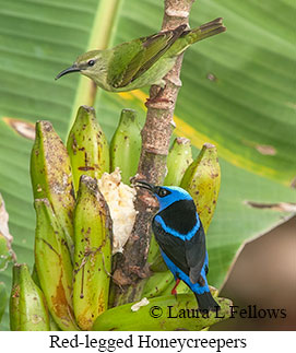 Red-legged Honeycreeper - © Laura L Fellows and Exotic Birding LLC