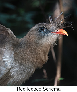 Red-legged Seriema  - Courtesy Argentina Wildlife Expeditions