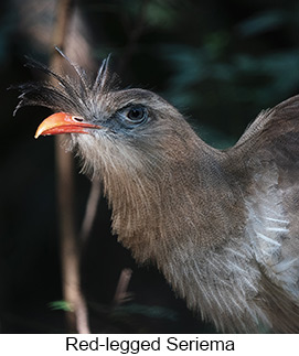 Red-legged Seriema  - Courtesy Argentina Wildlife Expeditions