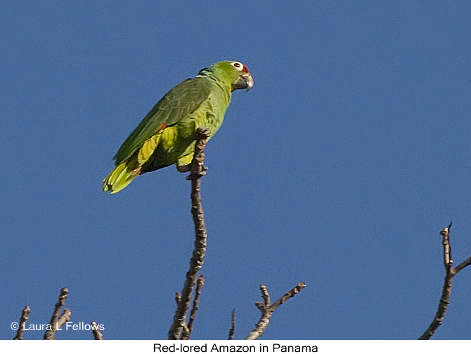Red-lored Amazon - &copy; Laura L Fellows and Exotic Birding Tours
