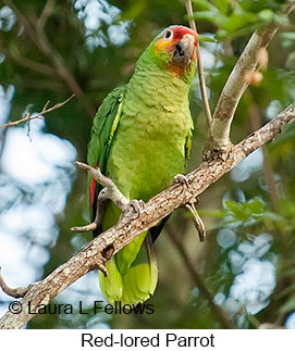 Red-lored Parrot - © Laura L Fellows and Exotic Birding LLC Red-lored Parrot - © Laura L Fellows and Exotic Birding LLC