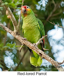 Red-lored Parrot - &copy; Laura L Fellows and Exotic Birding LLC