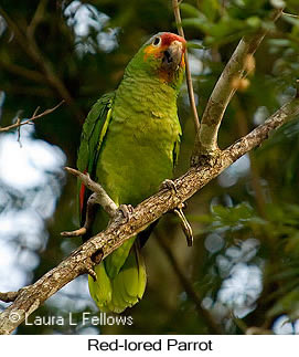 Red-lored Parrot - © Laura L Fellows and Exotic Birding LLC