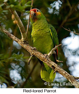 Red-lored Parrot - © Laura L Fellows and Exotic Birding LLC
