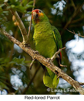 Red-lored Parrot - © Laura L Fellows and Exotic Birding LLC Red-lored Parrot - © Laura L Fellows and Exotic Birding LLC