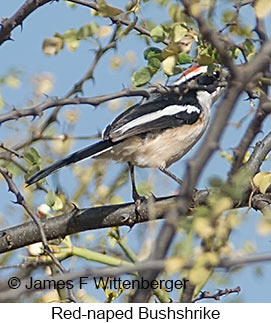 Red-naped Bushshrike - © James F Wittenberger and Exotic Birding LLC Red-naped Bushshrike - © James F Wittenberger and Exotic Birding LLC
