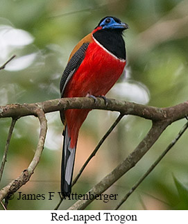 Red-naped Trogon - © James F Wittenberger and Exotic Birding LLC