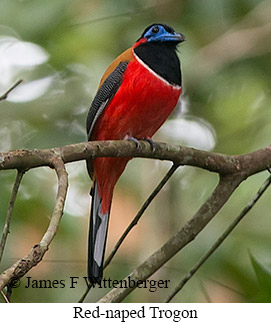 Red-naped Trogon - © James F Wittenberger and Exotic Birding LLC Red-naped Trogon - © James F Wittenberger and Exotic Birding LLC