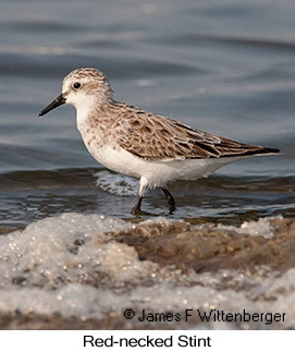 Red-necked Stint - © James F Wittenberger and Exotic Birding LLC