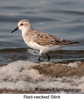 Red-necked Stint - &copy; James F Wittenberger and Exotic Birding LLC