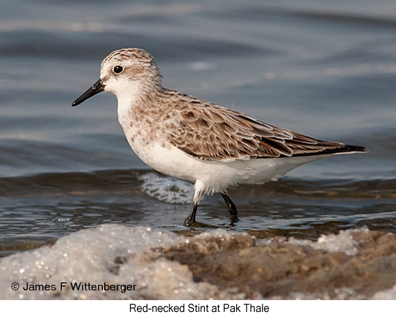 Red-necked Stint - © James F Wittenberger and Exotic Birding LLC