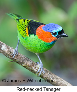 Red-necked Tanager - © James F Wittenberger and Exotic Birding LLC