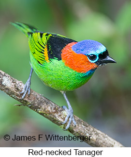 Red-necked Tanager - © James F Wittenberger and Exotic Birding LLC Red-necked Tanager - © James F Wittenberger and Exotic Birding LLC