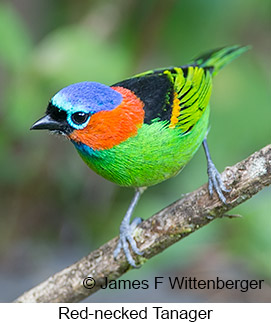 Red-necked Tanager - © James F Wittenberger and Exotic Birding LLC