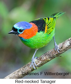 Red-necked Tanager - © James F Wittenberger and Exotic Birding LLC Red-necked Tanager - © James F Wittenberger and Exotic Birding LLC