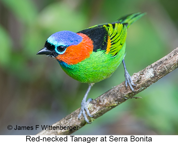 Red-necked Tanager - © James F Wittenberger and Exotic Birding LLC