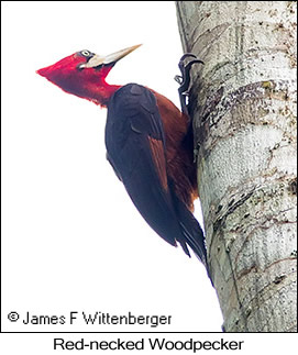 Red-necked Woodpecker - © James F Wittenberger and Exotic Birding LLC Red-necked Woodpecker - © James F Wittenberger and Exotic Birding LLC