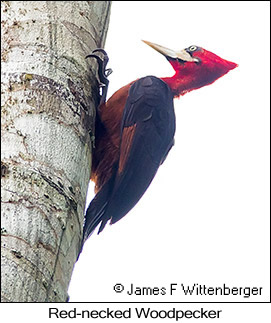 Red-necked Woodpecker - © James F Wittenberger and Exotic Birding LLC
