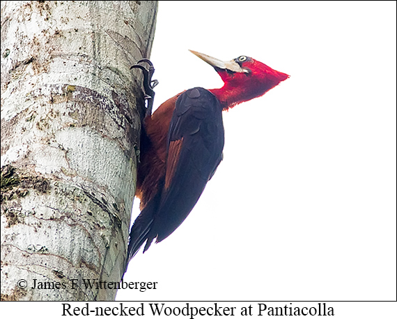 Red-necked Woodpecker - &copy; James F Wittenberger and Exotic Birding LLC