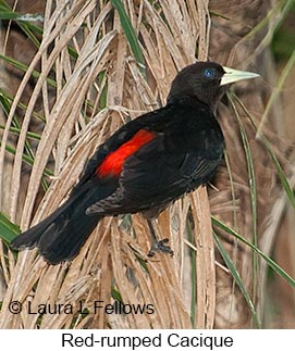 Red-rumped Cacique - © Laura L Fellows and Exotic Birding LLC