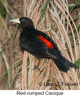 Red-rumped Cacique - © Laura L Fellows and Exotic Birding LLC