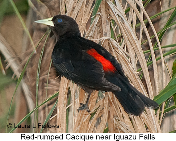 Red-rumped Cacique - © Laura L Fellows and Exotic Birding LLC
