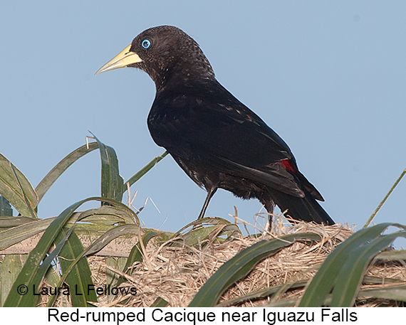 Red-rumped Cacique - © Laura L Fellows and Exotic Birding LLC