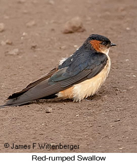 Red-rumped Swallow - © James F Wittenberger and Exotic Birding LLC