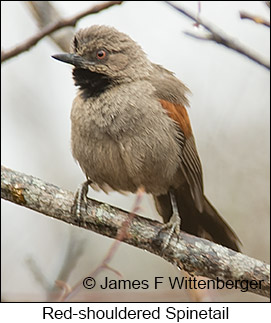 Red-shouldered Spinetail - © James F Wittenberger and Exotic Birding LLC