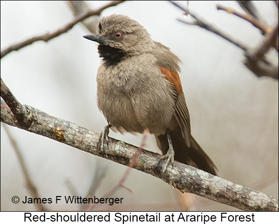 Red-shouldered Spinetail - © James F Wittenberger and Exotic Birding LLC Red-shouldered Spinetail - © James F Wittenberger and Exotic Birding LLC