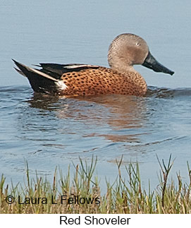 Red Shoveler - © Laura L Fellows and Exotic Birding LLC