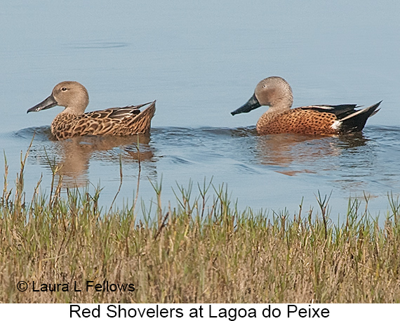 Red Shoveler - © Laura L Fellows and Exotic Birding LLC